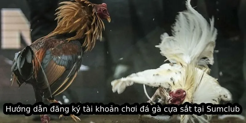 Hướng dẫn đăng ký tài khoản chơi đá gà cựa sắt tại Sumclub